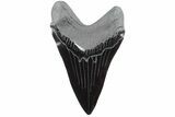 Realistic, 7.4" Carved Obsidian Megalodon Tooth - Replica - #202063-1